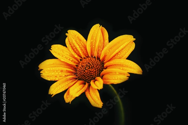 Fototapeta Macro shot yellow flower background