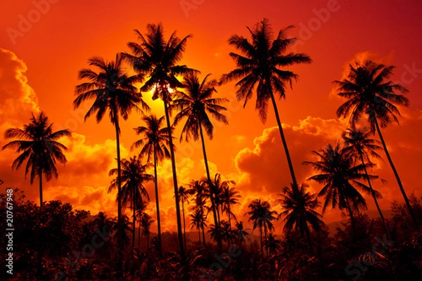 Obraz Coconut palms on sand beach in tropic on sunset