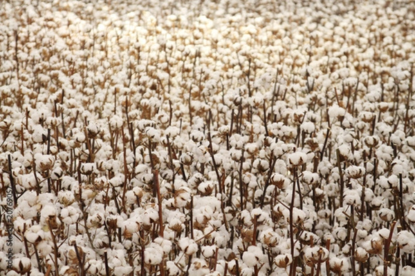 Obraz Baumwollfeld