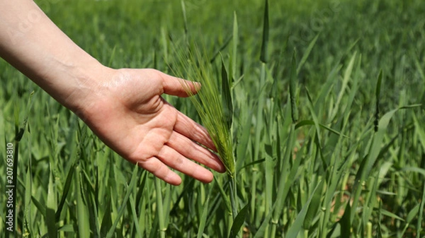Fototapeta Green barley fields and women's hands.