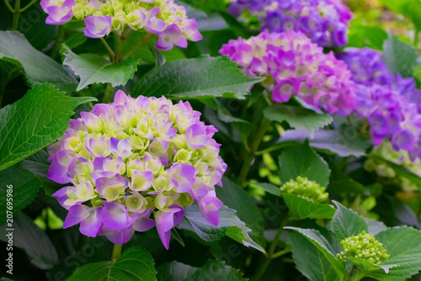 Fototapeta 初夏のあじさい