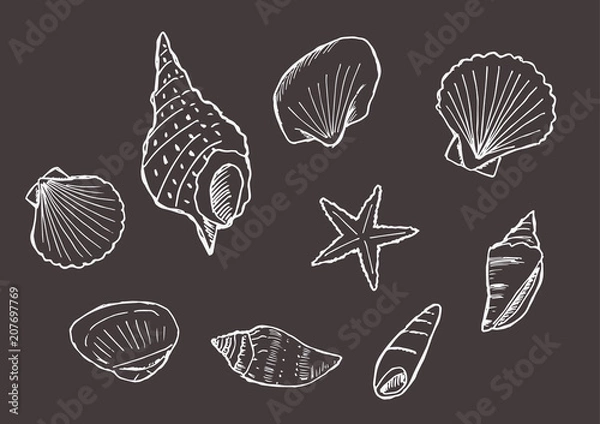 Fototapeta 貝殻のイラストセット（背景黒、線白）