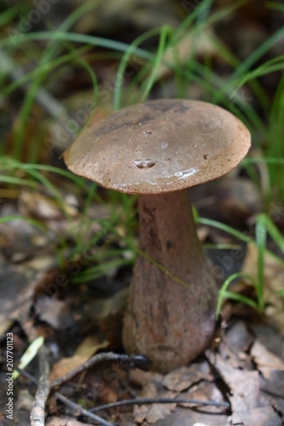 Fototapeta Mushroom