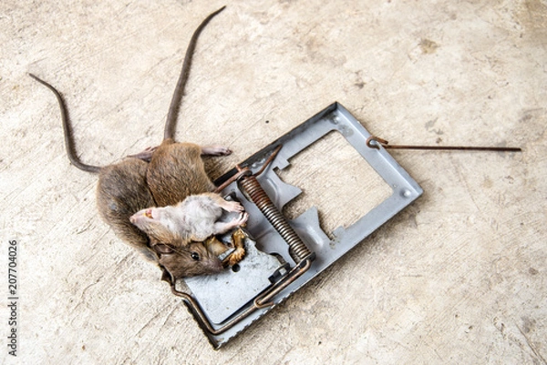 Fototapeta rattrap killer