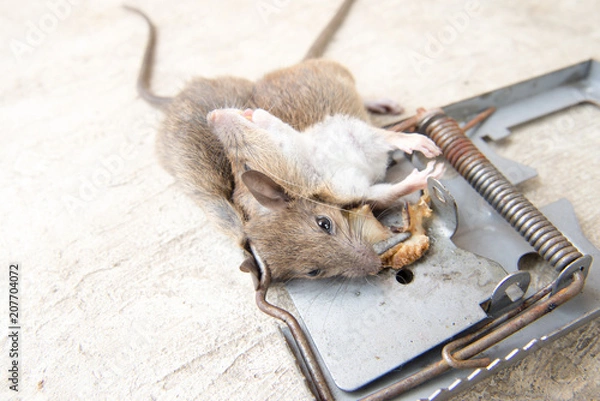 Fototapeta rattrap killer