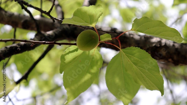Fototapeta As summer approaches, the apricot tree begins to grow.