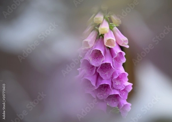 Fototapeta Voll erblühter Fingerhut