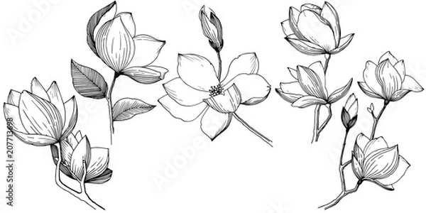 Obraz Magnolia in a vector style isolated. Full name of the plant: Magnolia. Vector flower for background, texture, wrapper pattern, frame or border.