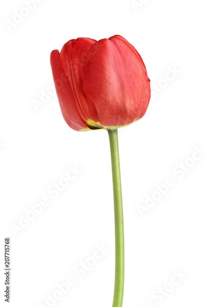 Fototapeta red tulips isolated on white background. Top view. Flat lay pattern