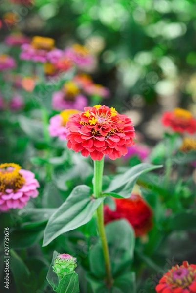 Fototapeta A flower of zinnia of red color on a summer day. Garden flowers.