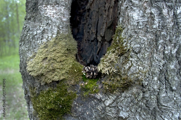 Obraz cone in the tree