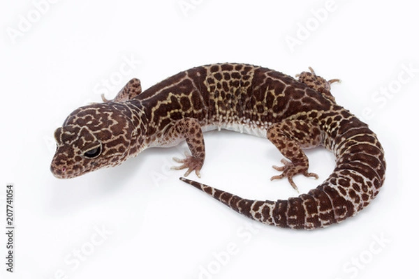 Fototapeta Leopard gecko, Eublepharidae sp, Eublepharidae