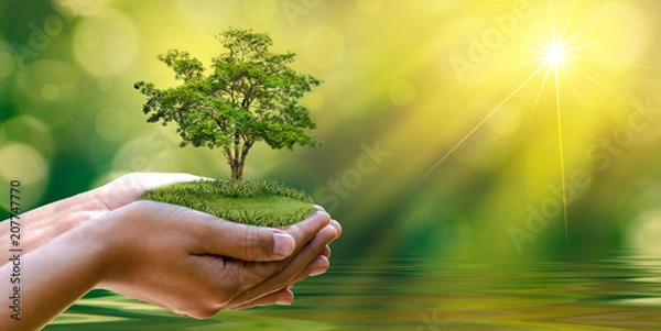 Fototapeta environment Earth Day In the hands of trees growing seedlings. Bokeh green Background Female hand holding tree on nature field grass Forest conservation concept