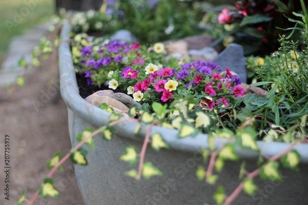 Obraz Bepflanzte Zinkwanne