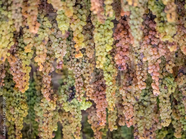 Fototapeta Uva bianca