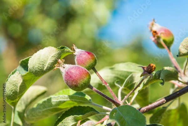 Fototapeta Ovary on a branch, close-up
