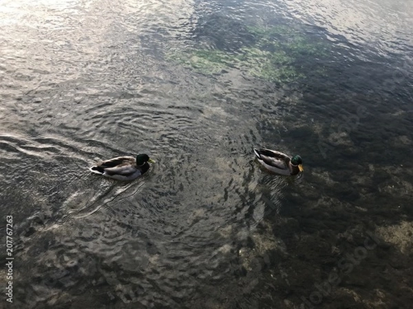 Obraz Ducks 
