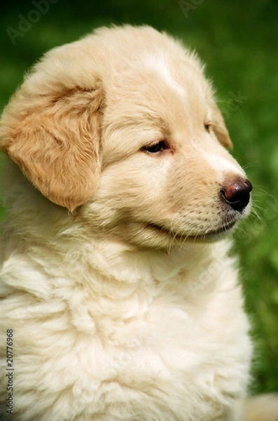 Fototapeta Puppy