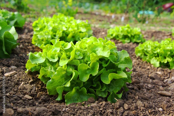 Obraz Sałatka w polu