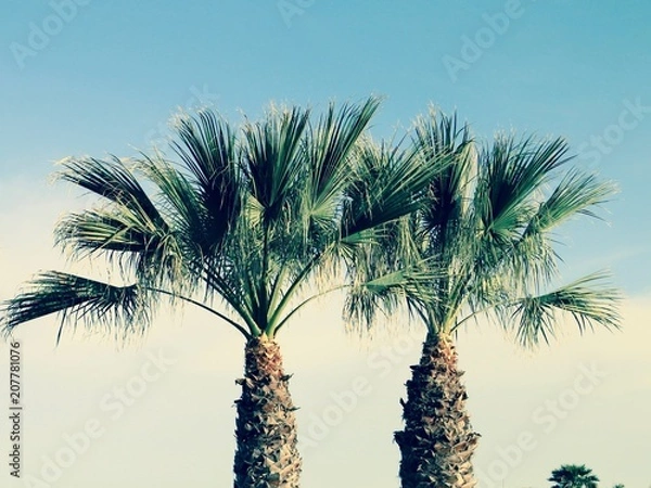 Obraz Palm trees