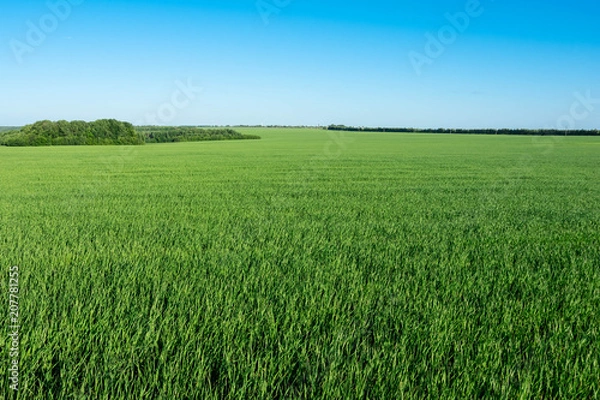 Obraz wheat young green field sky Sunny day