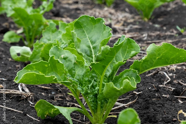 Obraz field of young sugar beet sprouts. Green foliage