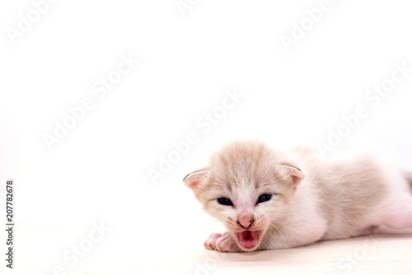 Obraz Small kitten isolated on white background.