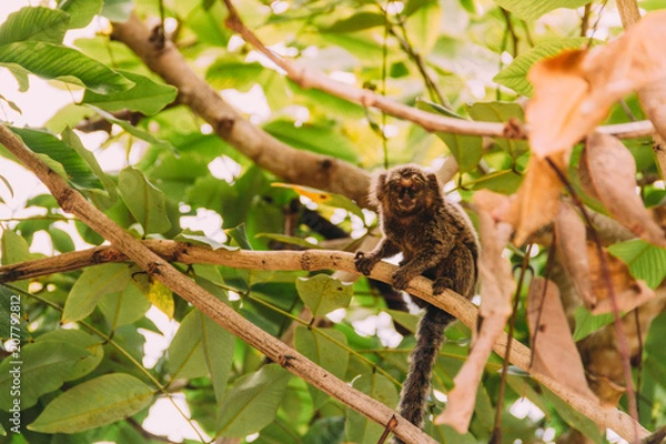 Fototapeta Tamarin observes from a distant tree