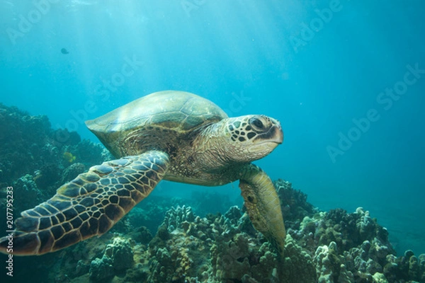 Fototapeta Sun rays lighting up a green sea turtle underwater