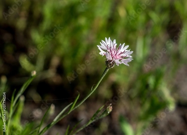 Fototapeta biały chaber