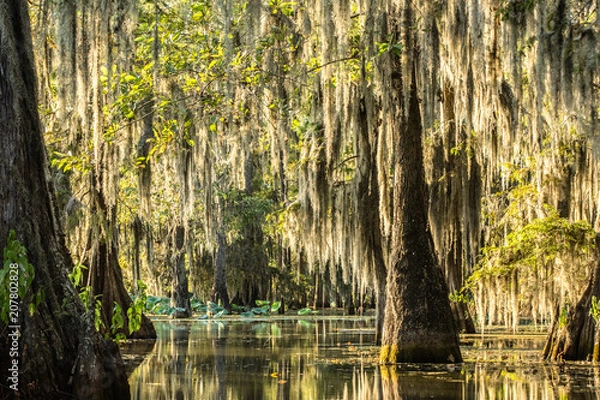 Obraz Deeper in The Swamp