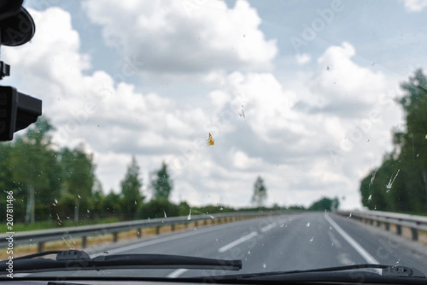 Fototapeta Death insects on the windshield of the car. Flattened beetles on the surface of the glass.