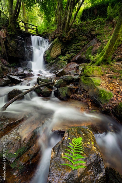 Obraz Folha solitária