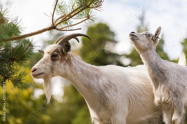 Fototapeta The goats apprentice 4