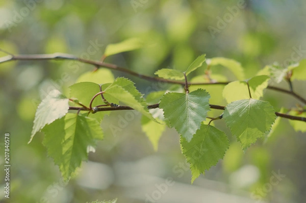 Fototapeta весна