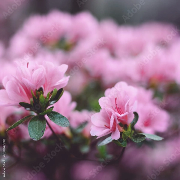 Fototapeta Pink Flowers