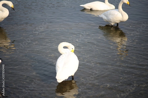 Fototapeta 白鳥　ポーズ