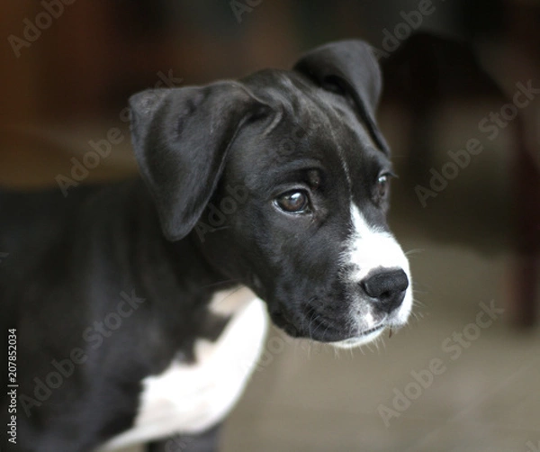 Fototapeta Lucky the new puppy