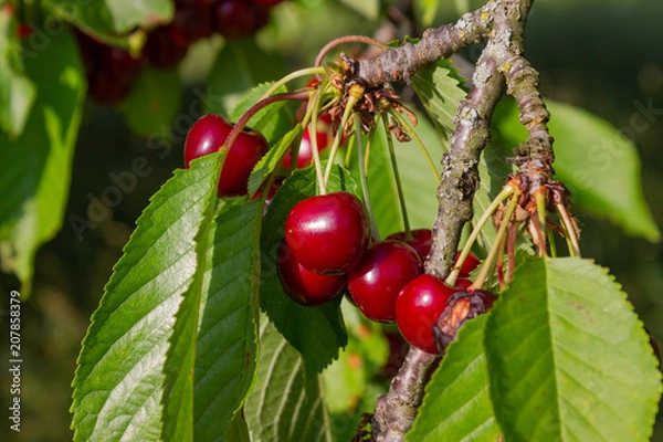 Obraz cherry red fruits on branch with blue sky