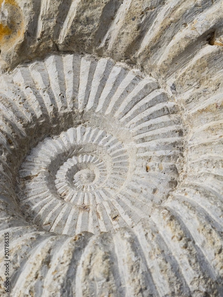 Obraz ammonite fossil