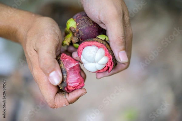 Obraz Fresh mangosteens fruit, tropical fruit with sweet juicy white segments of flesh inside a thick purple rind with nature background, mangosteen flesh, delicious fruit isolated, selective focus.
