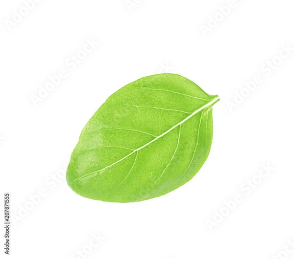 Obraz Fresh green basil leaf on white background