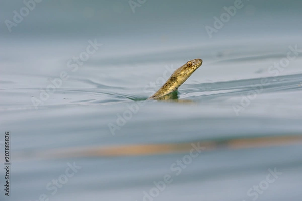Obraz Water snake with uniform background.
