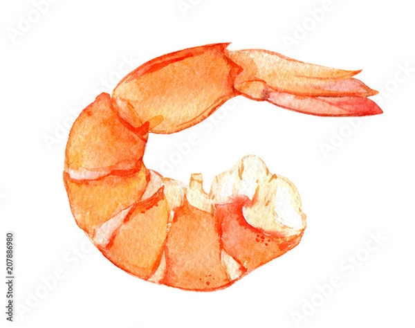 Obraz Akwarela krewetki na białym tle