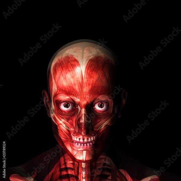 Obraz Skeleton X-Ray - Muscles and Brain