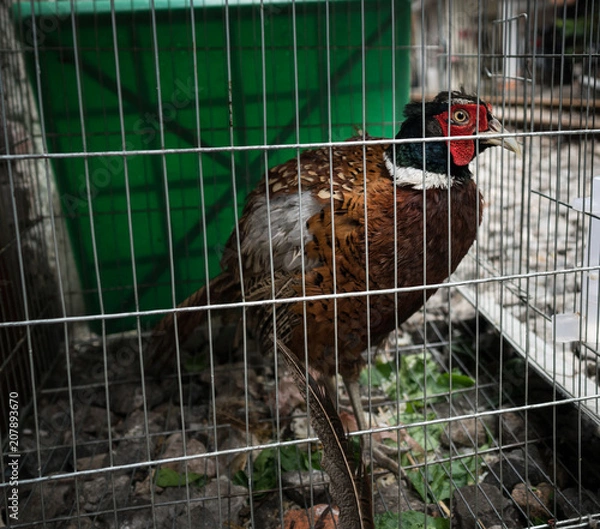 Obraz Gefangener Vogel auf der Straße
