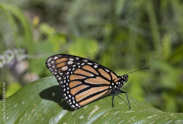 Obraz Monarch butterfly
