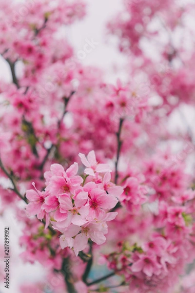 Fototapeta Sakura in Taiwan is blooming in February to March.