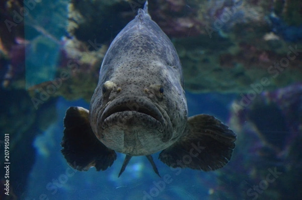 Obraz Grouper swimming in the water