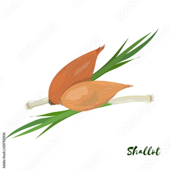 Obraz Szalotka Cebula. Płaska konstrukcja. Ilustracji wektorowych. Dojrzałe warzywa na Twoje pomysły.